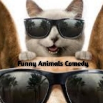 Laughing Animals Comedy