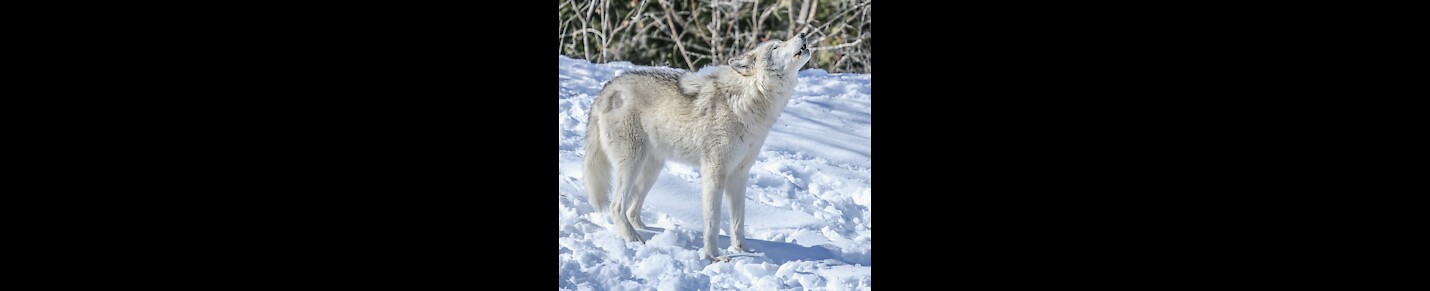 Canadian Nature Channel