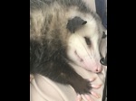 Possum Channel