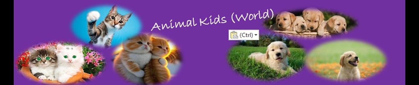 Favorites  Animals For Kids