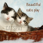 Beautiful cats play