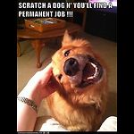 Funny Dog Videos