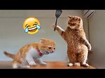 Hilarious Animal Videos