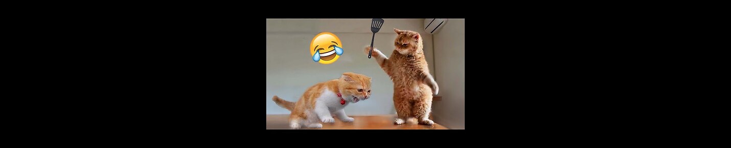 Hilarious Animal Videos