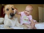 funny dog cat moment