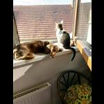 Cute dog and cat most video and amazing