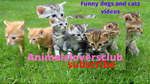 FUNNY DOGS,KITTEN, CAT AND PUPPIES VIDEO