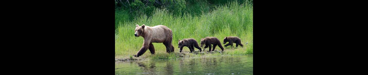 Wildlife Animals And Birds