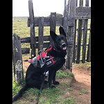 PTSD My Service Dog and Me