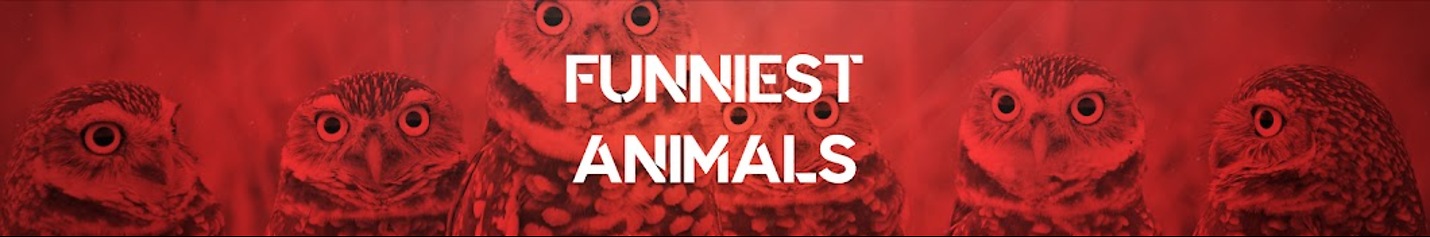 Funniest Animals video