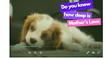 Do you know how deep is mother’s love - best moments of puppies & mommies