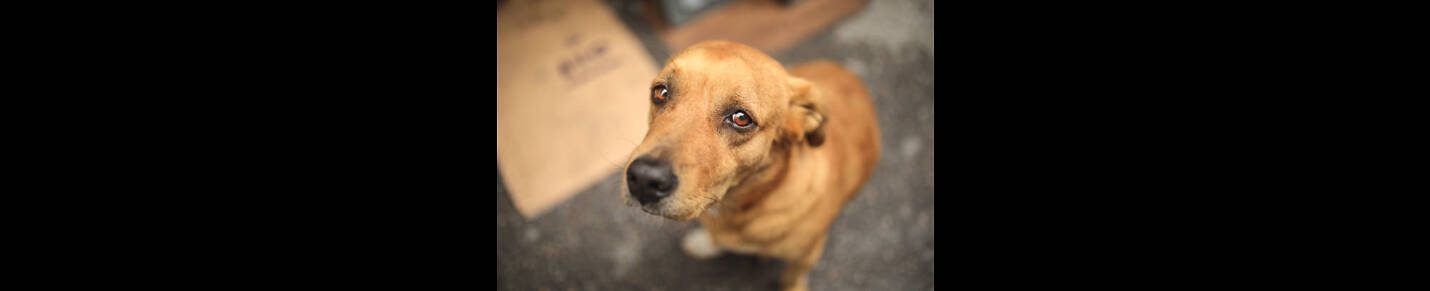 street dog feeder shimul