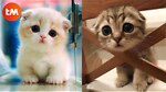 Cute animals seen