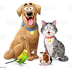 Pets entertaining and funny moment