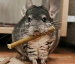 Funny chinchilla videos.