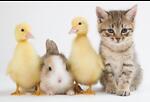 Cute Animals and Birds