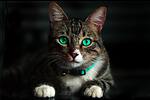 It's A Cat Lover Channel