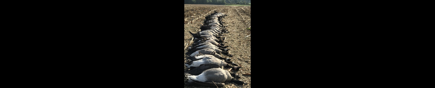 Waterfowl Hunting