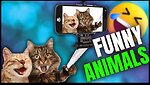 Funny Pets For you