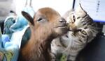 Funny Cats & Goat