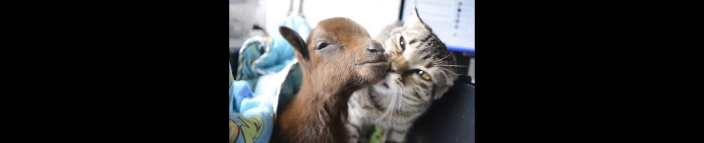 Funny Cats & Goat