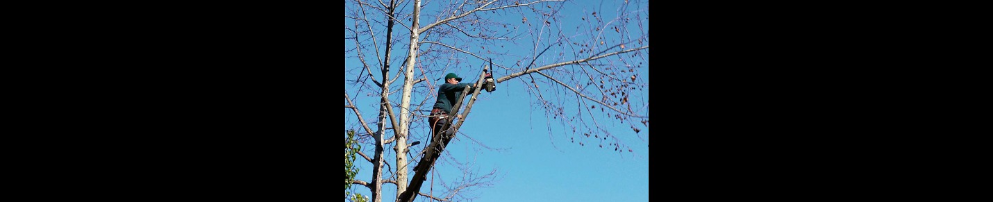 Boston MA Tree Pros - Tree Service Boston MA