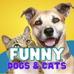 Funny Dogs & Cats