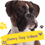 Crazy Funny Dog Videos