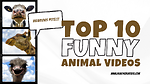 Funniest Animal Videos