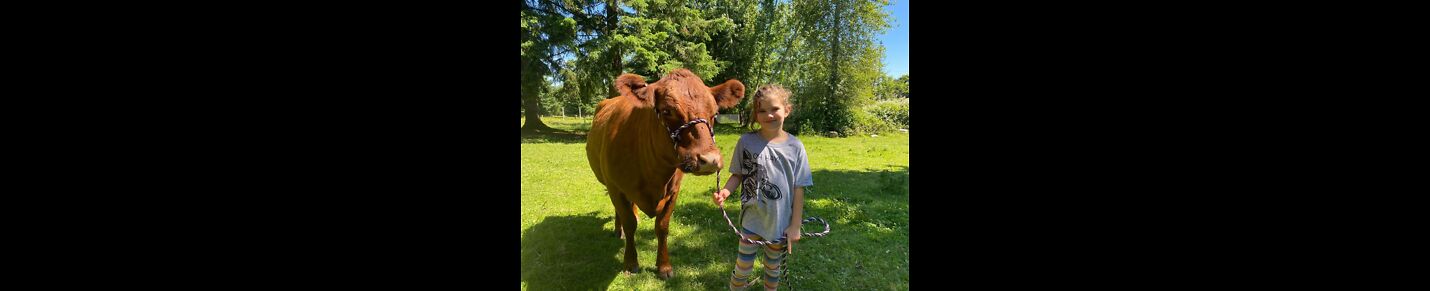 IrishDexterFamilyMilkCows