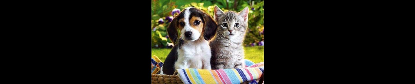 Cute Dog and cat