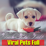 Viral Pets Full