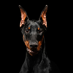 Doberman