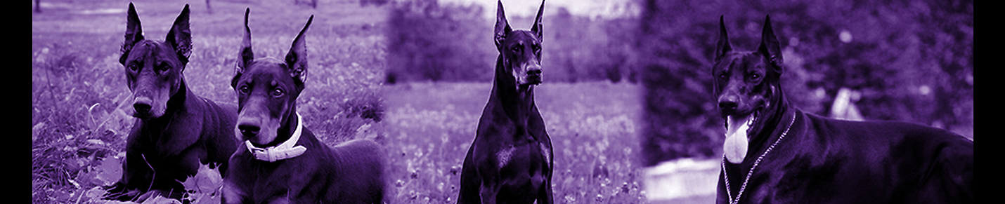 Doberman