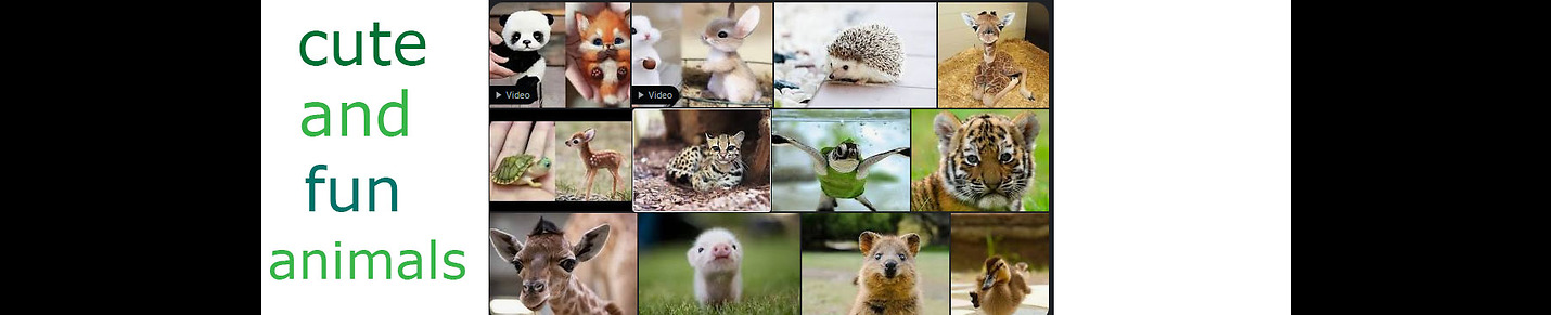 CUTE AND FUN ANIMALS