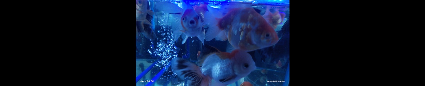 Fish World Aquatics