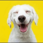 Funny and cute Dogs videos