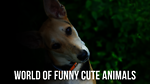 World Of Funny Cute Animals