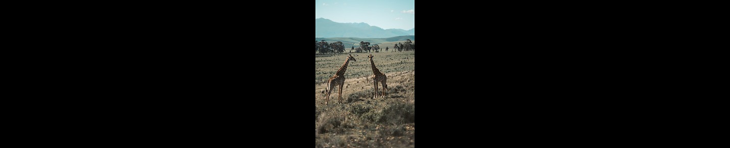 Amazing Animals Island