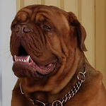 FrenchMastiff