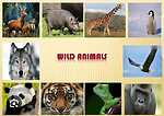 "The Diverse World of Animals"