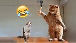 Animal Funny Video