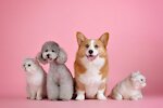 Cute cats and dogs