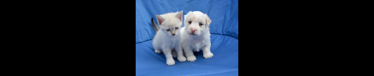 Cute cats and dogs