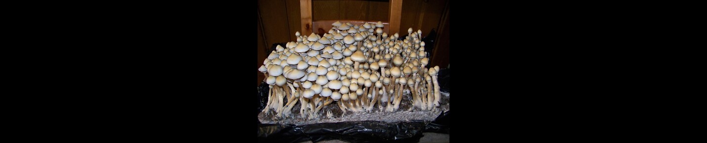 Shroom Growing for Beginners