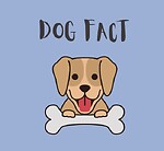 Curious Facts About Dogs