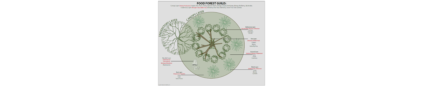 Food Forest Abundance CNY