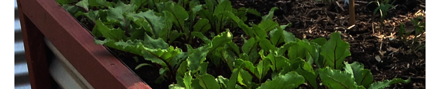 Heirloom and Open Pollinated Vegetables