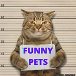 Funny Pets