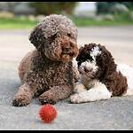 BC Lagotto Romagnolo